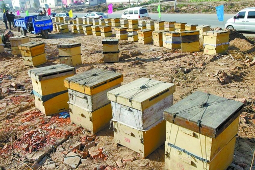 這些蜜蜂箱沿路依次擺放,綿延近千米。