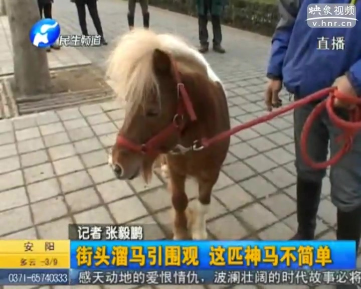 街頭遛馬引圍觀(guān) 這匹神馬不簡(jiǎn)單