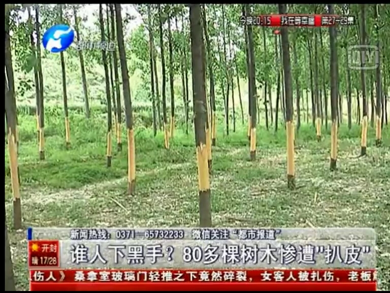 80多棵樹被“扒皮” 誰痛下黑手？