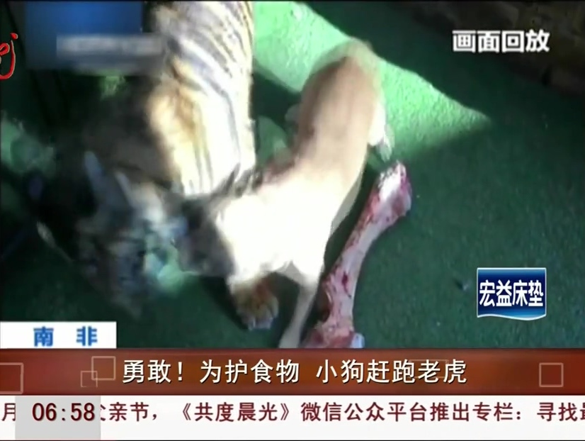 勇敢！為護(hù)食物 小狗趕跑老虎