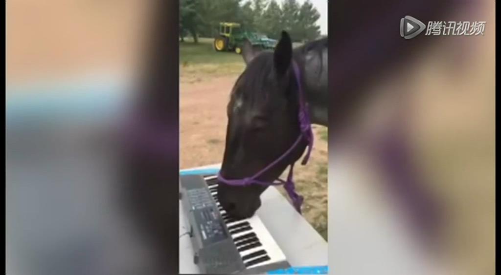 這只逆天的馬會(huì)彈琴！