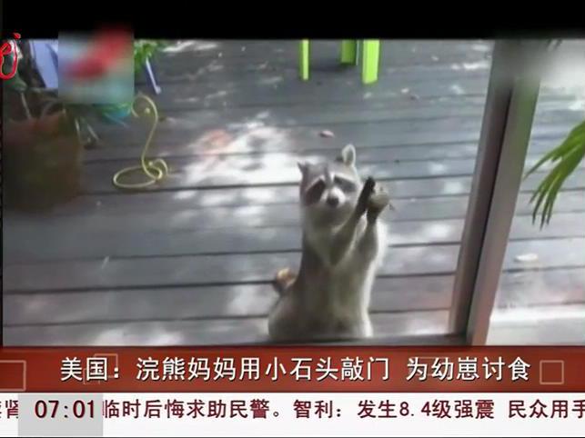 浣熊用小石頭敲門(mén) 俺餓了