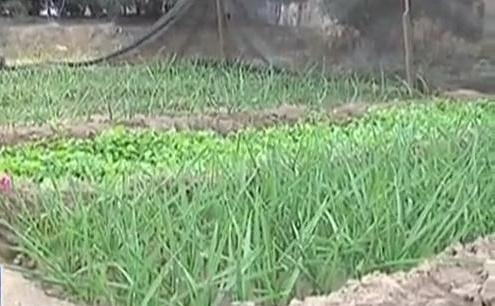 生態(tài)廊道變菜園 誰(shuí)干的？