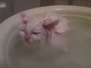 喜歡在盆里暖浴喵咪！這貨太懶了