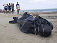 海洋環(huán)境惡化？巴西30鯨魚擱淺