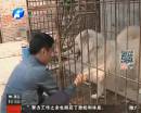 為吃狗肉當(dāng)街殺狗 丟狗人聞?dòng)嵔饩? title=