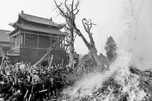 淮陽太昊陵500歲古柏成枯樹