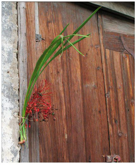 端午節(jié)時，百姓將菖蒲懸于家門，企盼驅病避邪