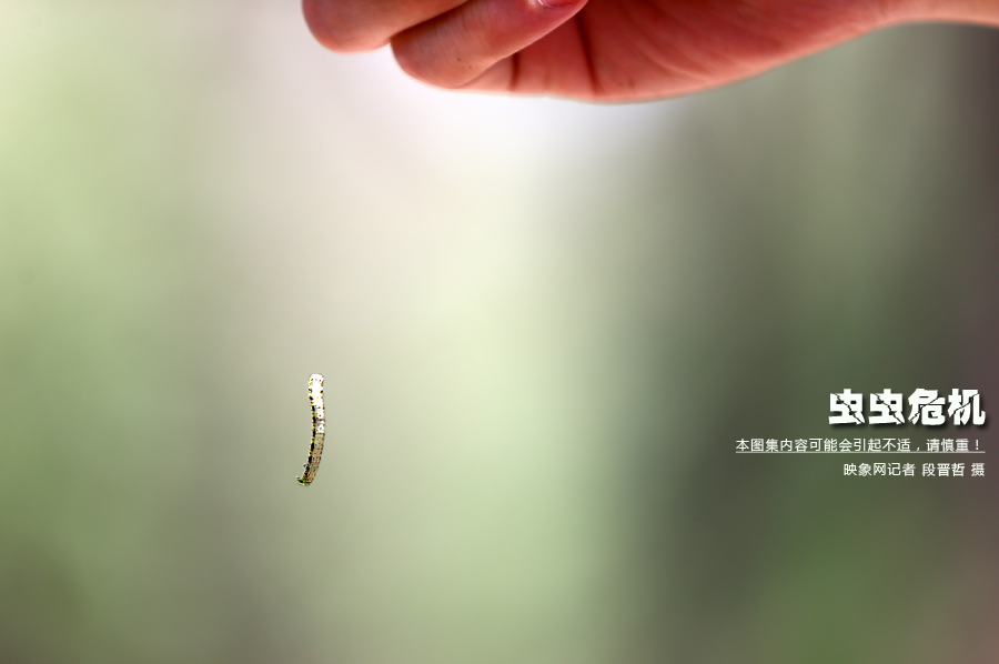 當(dāng)小蟲子從樹上垂絲而下懸在半空中時(shí)，給路上的行人帶來諸多不便