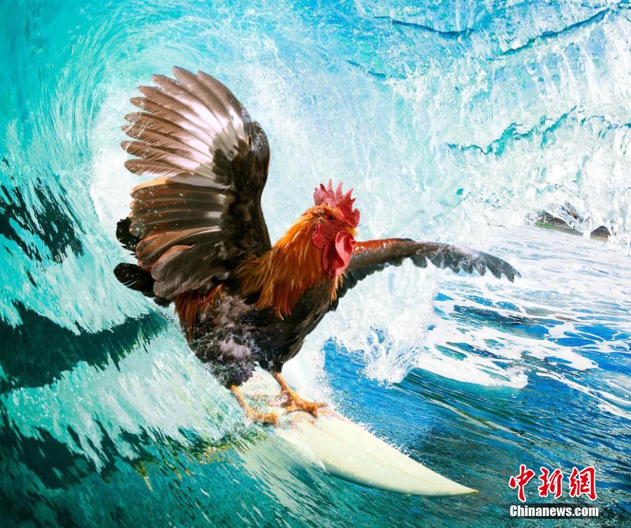 有趣！英國一公司推出公雞日歷